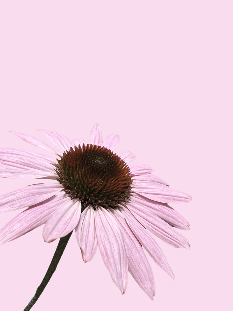 Experiments With Flower Photography